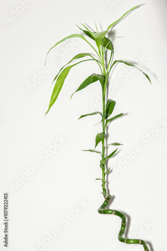 bamboo leaves isolated on white
