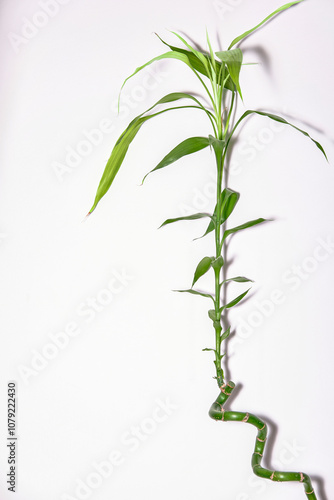 bamboo leaves isolated on white
