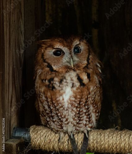 Screech Owl