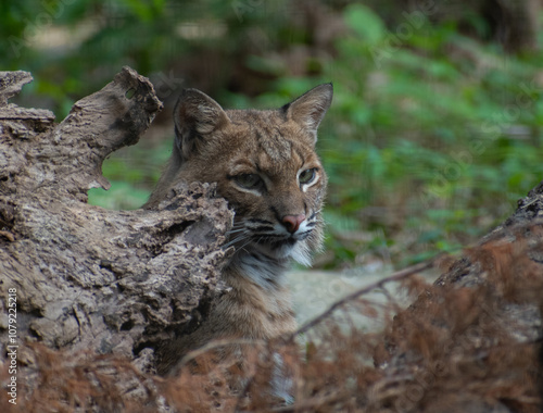 Portrait of a Bobcat
