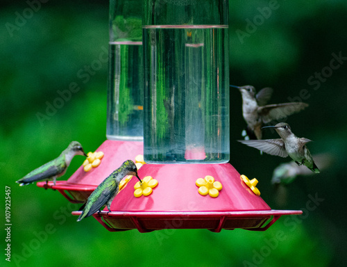 Hummingbirds at a feeder