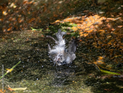 Tufted Titmouse bird birdbath