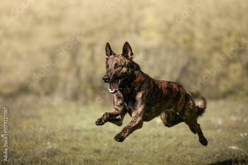 Foto Running happy dutch shepherd dog