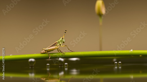 two grasshopper hybridize on some plant over water.