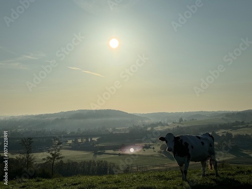 cows in the morning