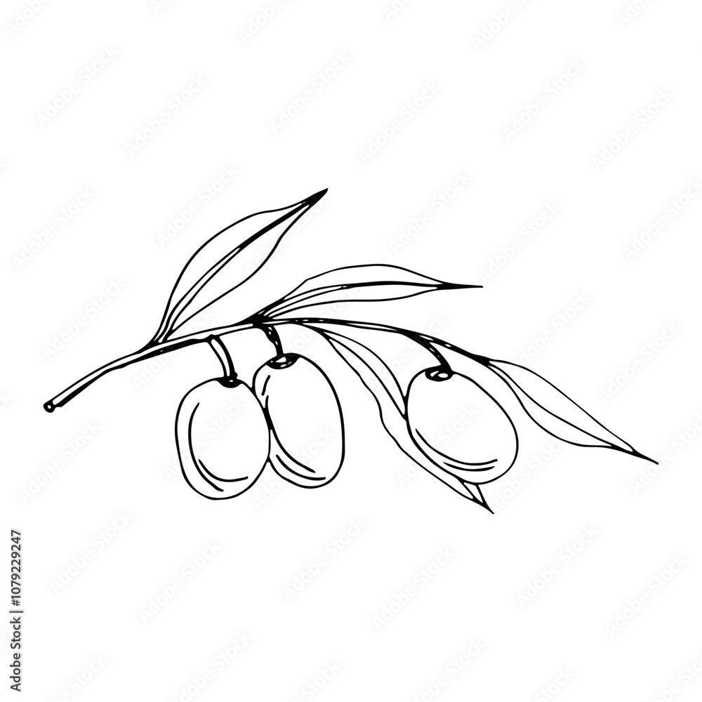 Olive branches graphics vector. Isolated on a white background. Olives hand-drawn, vector graphics. Monochrome olive branches. Olive branches graphics vector. Isolated on a white background. Olives hand-drawn, vector graphics. Monochrome olive branches.