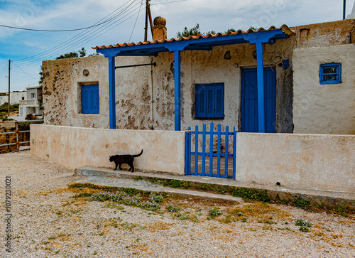 Cat in Greece