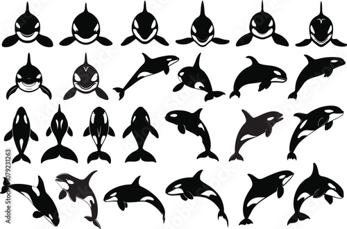 Orca whale silhouette vectors. Silhouettes of orca whales vector illustrations.