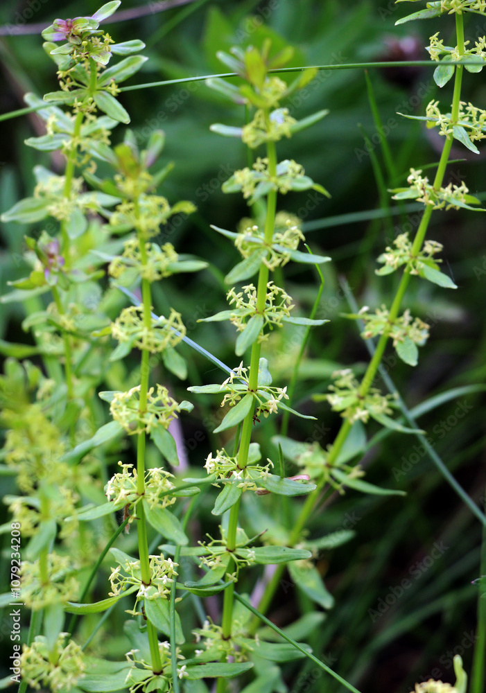Cruciata glabra grows in the forest in spring Cruciata glabra grows in the forest in spring