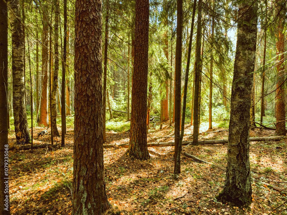 Tall trees lining a sunlit forest path. High quality photo Tall trees lining a sunlit forest path. High quality photo