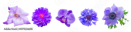 Fotografie one blue anemone flower