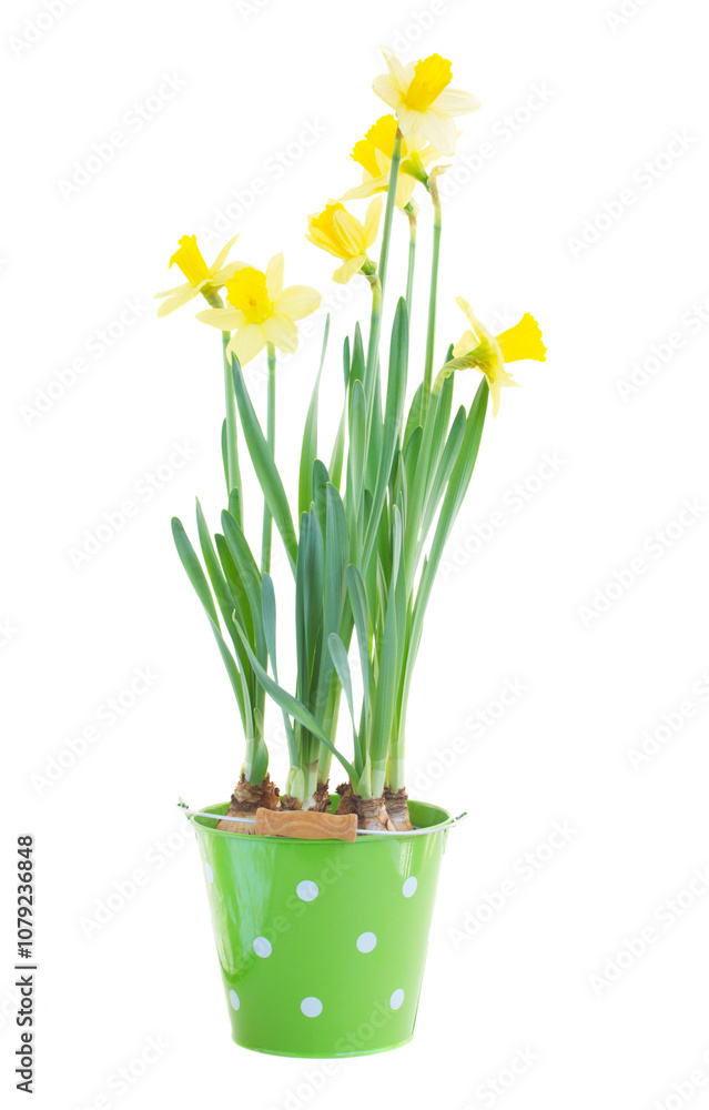 pot with spring growing daffodils pot with spring growing daffodils