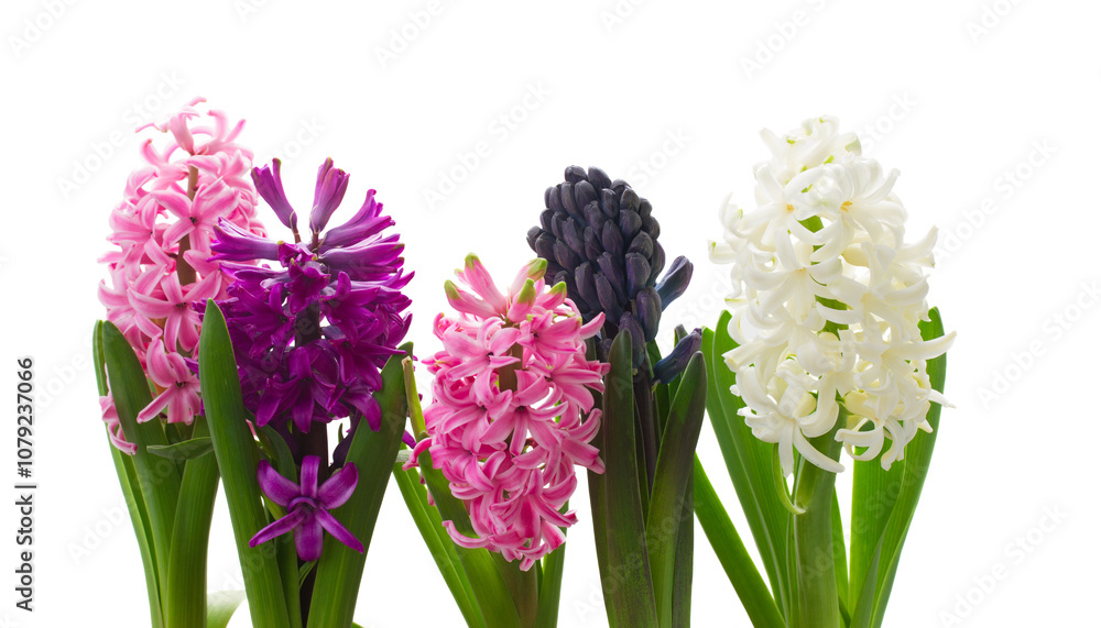 Fototapeta premium hyacinth flowers