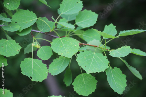 Aspen (Populus tremula) grows in nature