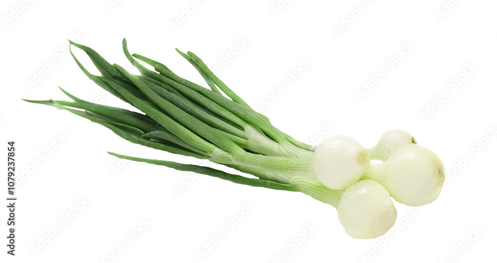 Obraz premium young onion