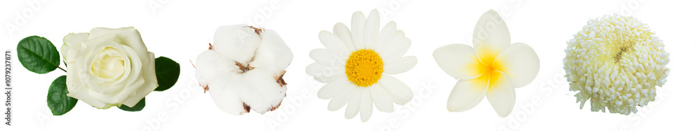 Fototapeta premium one white rose