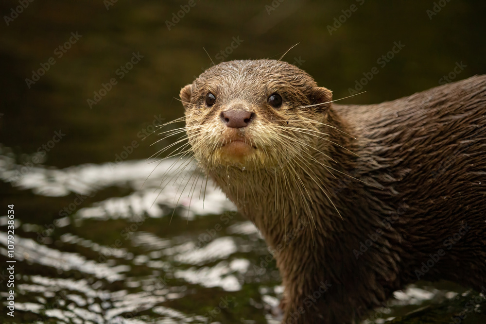 The Asian small-clawed otter, also known as the oriental small-clawed otter The Asian small-clawed otter, also known as the oriental small-clawed otter