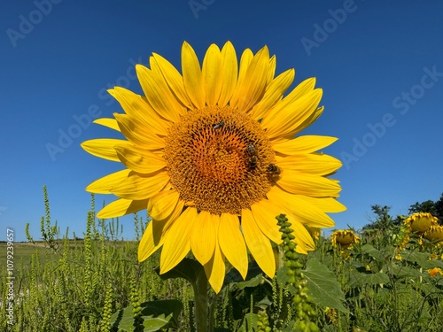 sunflower in the field