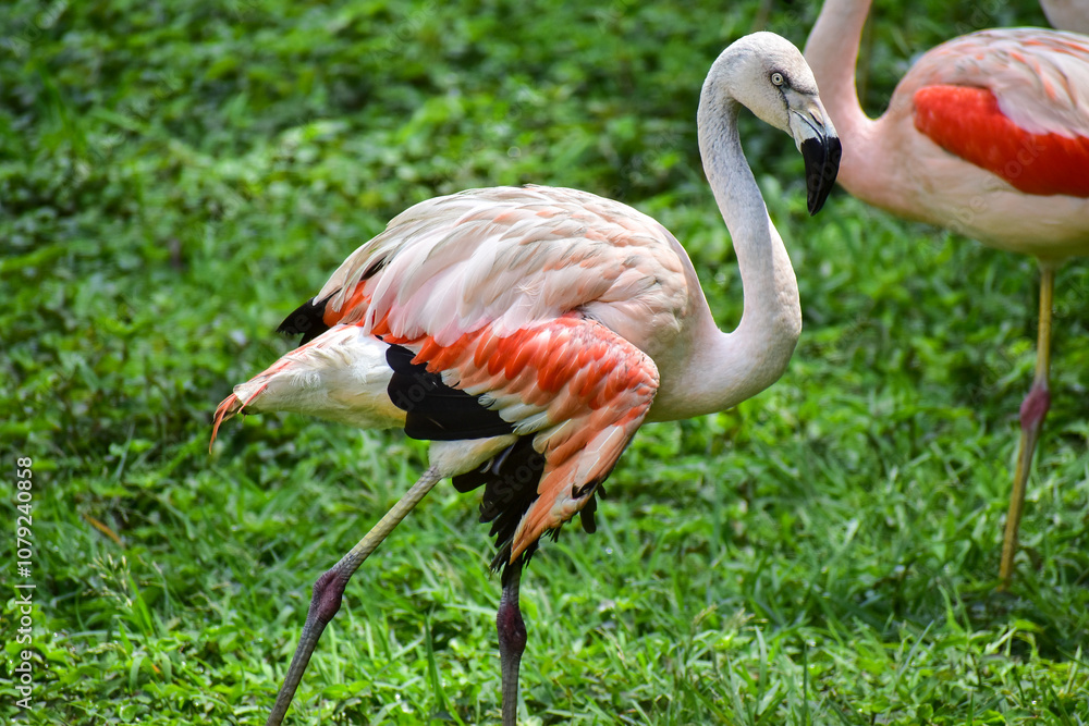 Photo of pink flamingo in zoo Photo of pink flamingo in zoo