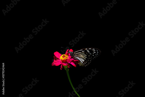 Schmetterling auf pinker Blüte photo