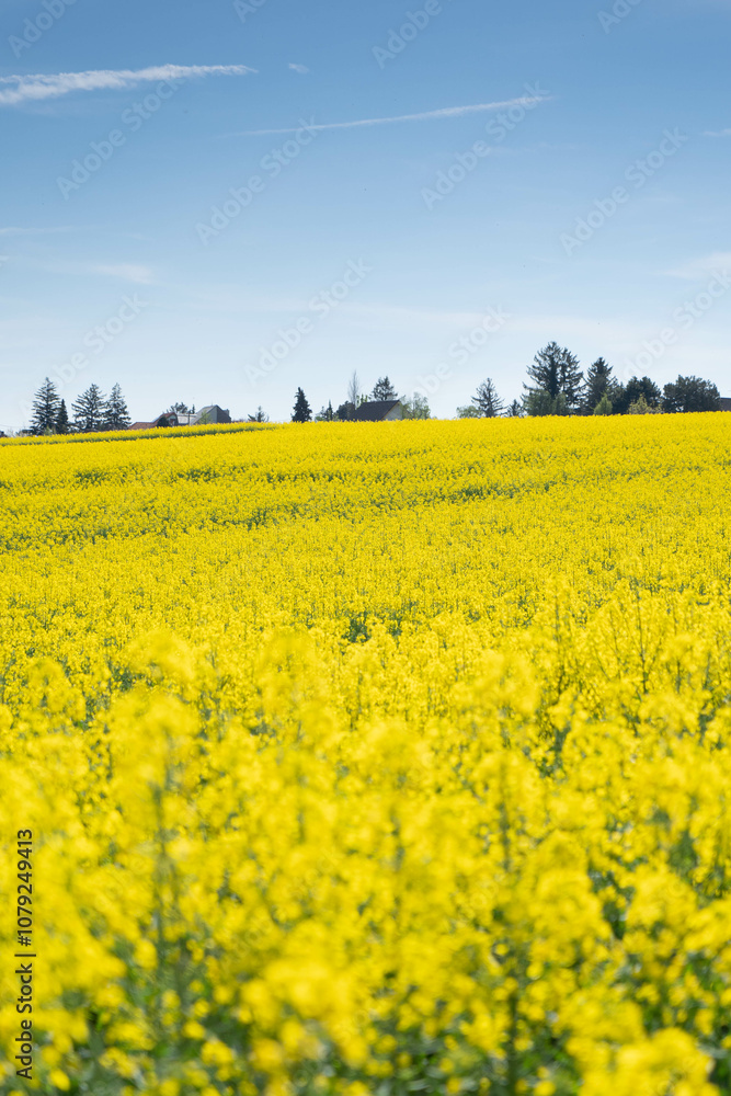 Expansive Yellow Flower Field and City Skyline
A stunning view of a yellow field of rapeseed flowers in full bloom, contrasting against the distant cityscape and industrial chimneys under a broad blu Expansive Yellow Flower Field and City Skyline
A stunning view of a yellow field of rapeseed flowers in full bloom, contrasting against the distant cityscape and industrial chimneys under a broad blu