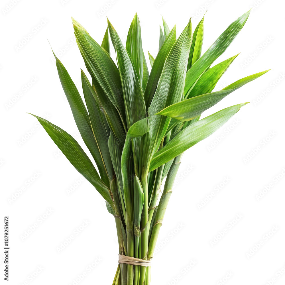 Obraz premium Fragrant Pandanus Palm leaves bundled together on a transparent background showcasing their vibrant green color, Pandanus Palm, Fragrant Pandan, Pandom wangi on transparent background