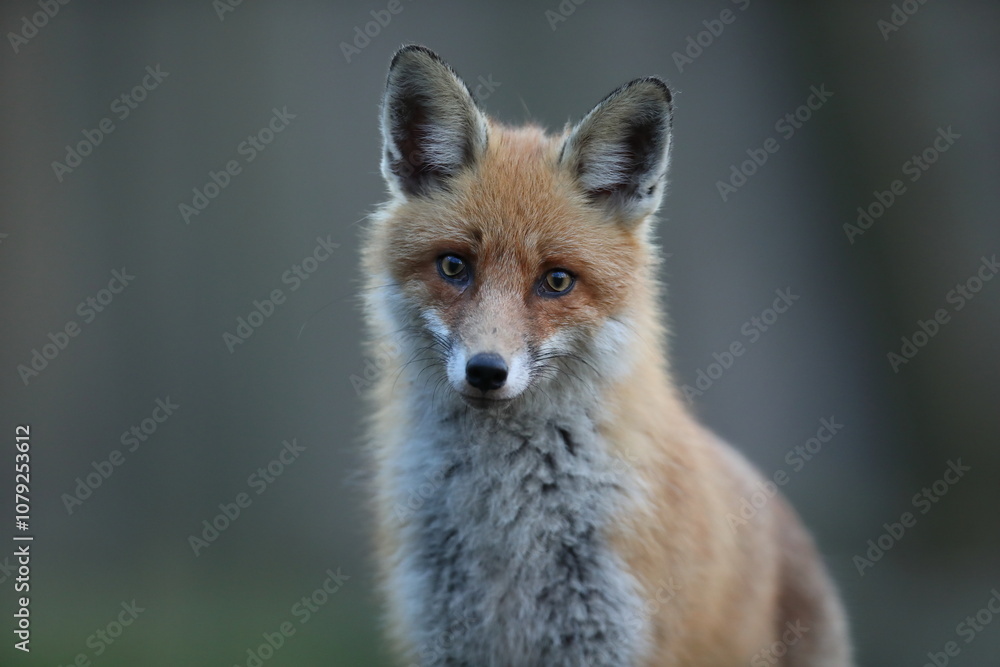 Lis rudy, fox, lis (Vulpes vulpes) Lis rudy, fox, lis (Vulpes vulpes)