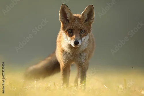 Obraz Lis rudy, fox, lis (Vulpes vulpes)