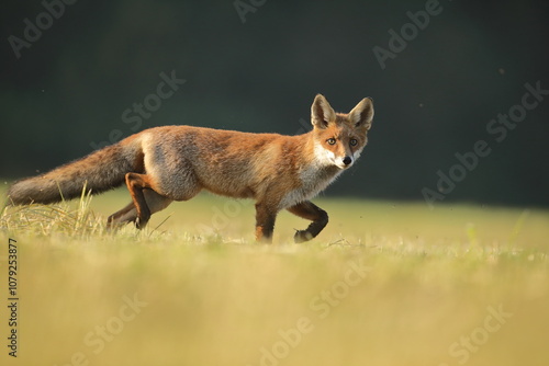 Obraz na płótnie Lis rudy, fox, lis (Vulpes vulpes) w salonie
