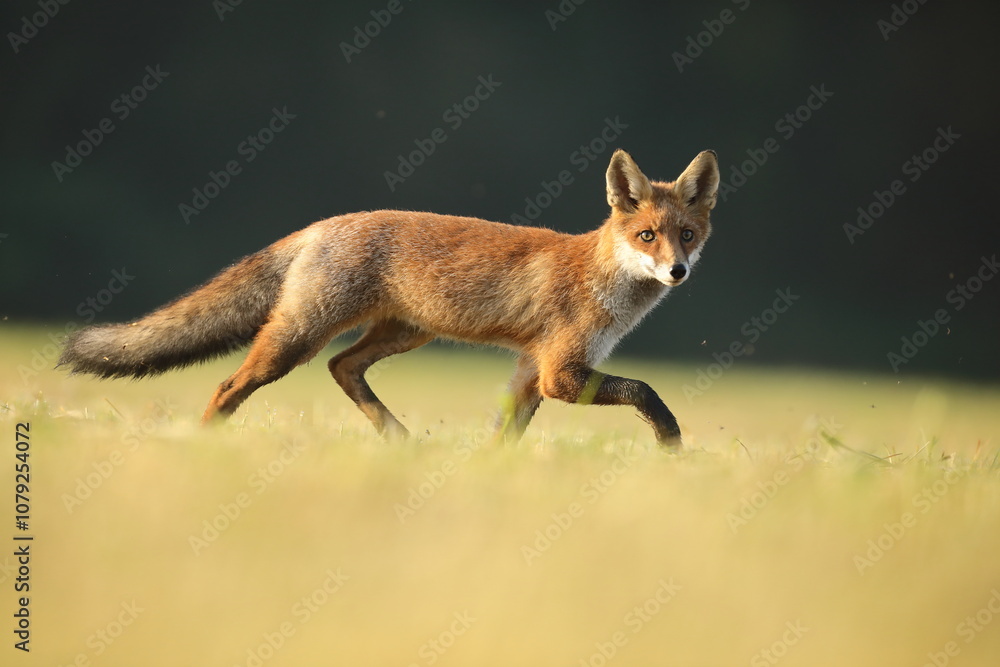 Lis rudy, fox, lis (Vulpes vulpes)