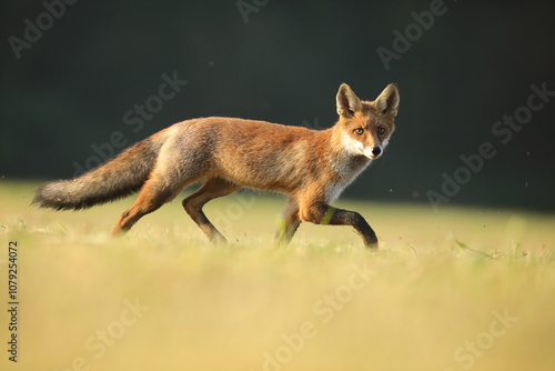 Obraz na płótnie Lis rudy, fox, lis (Vulpes vulpes) w salonie