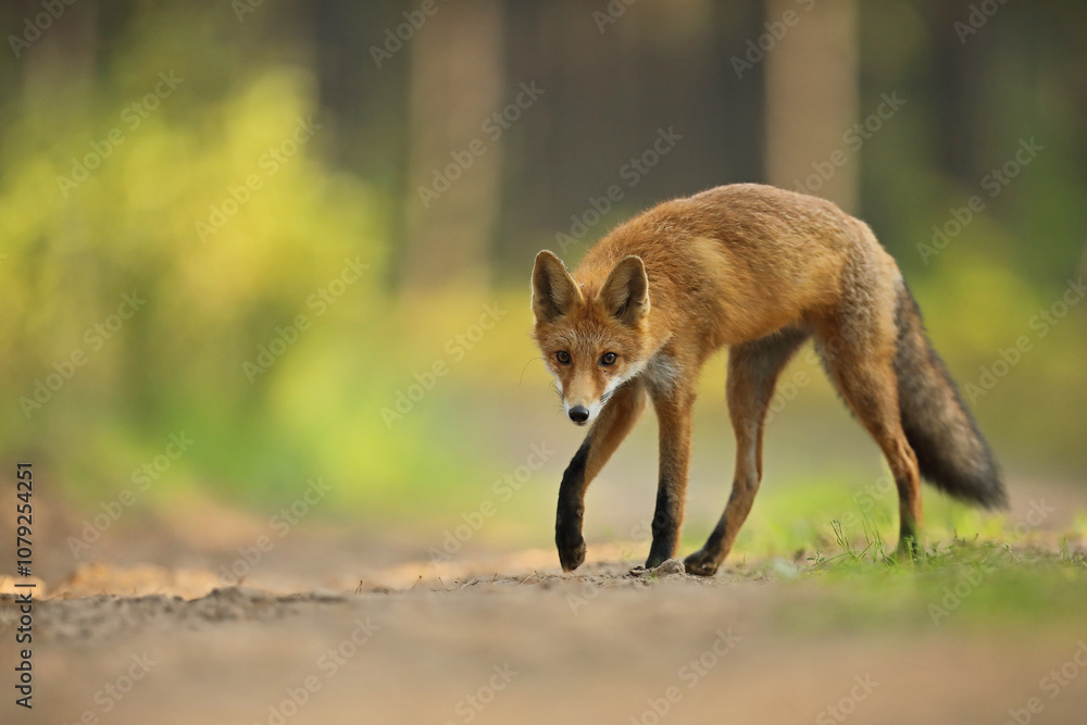 Lis rudy, fox, lis (Vulpes vulpes) Lis rudy, fox, lis (Vulpes vulpes)
