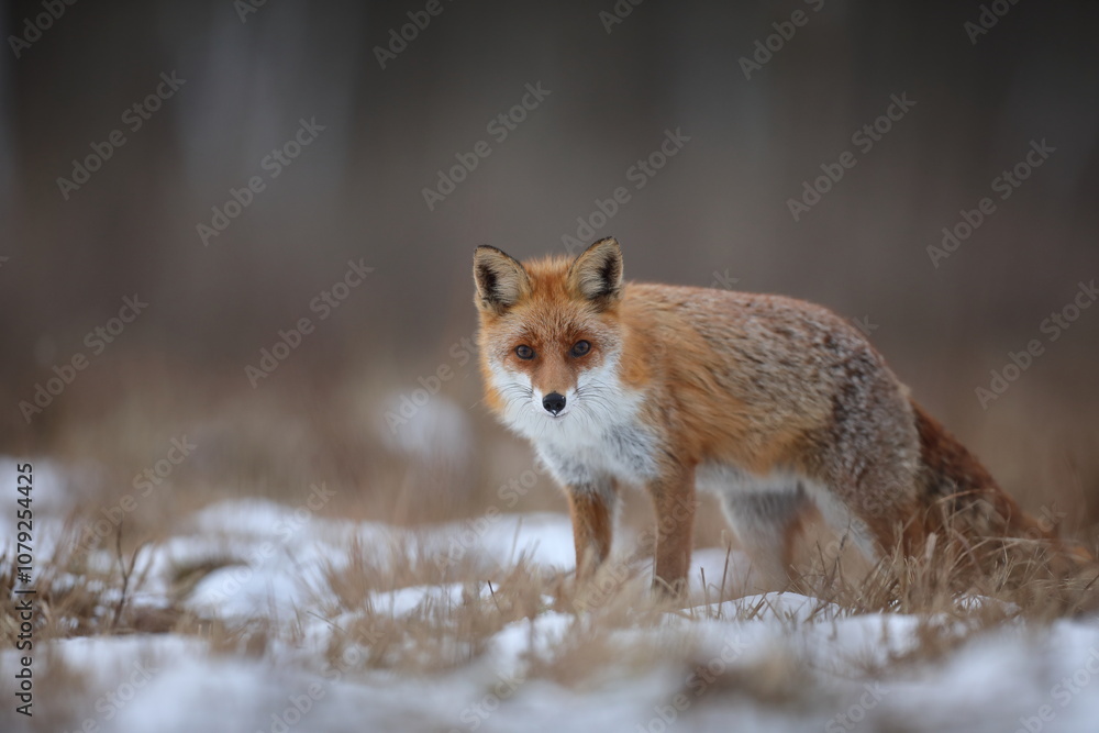 Obraz premium Lis rudy, fox, lis (Vulpes vulpes)