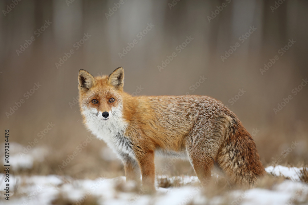 Lis rudy, fox, lis (Vulpes vulpes) Lis rudy, fox, lis (Vulpes vulpes)