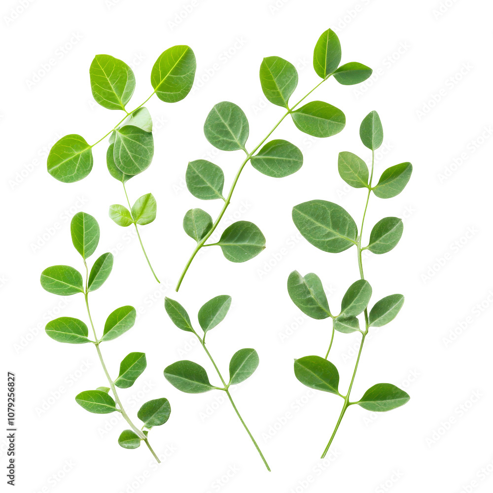 Vibrant moringa leaves are neatly arranged on a clean transparent background, Moringa leaves on transparent background Vibrant moringa leaves are neatly arranged on a clean transparent background, Moringa leaves on transparent background