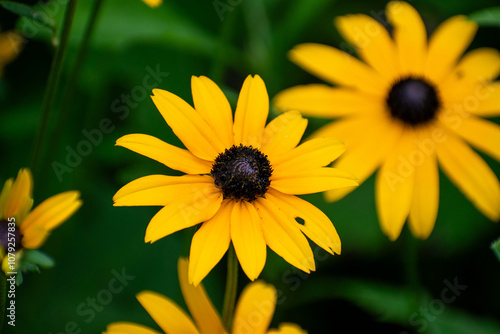 yellow flower in the garden