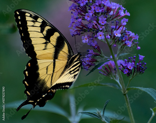 butterfly on a flower