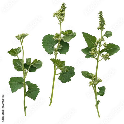 Lambsquarters showing lush green leaves and delicate flower clusters against a clean transparent background, Lambsquarters transparent background photo