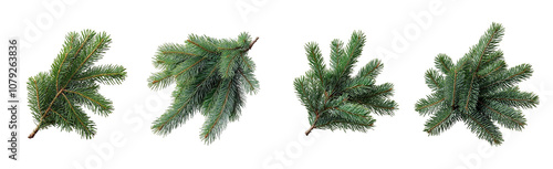 spruce branch Christmas set Isolated on transparent background, png.