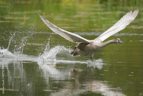 Łabędź 