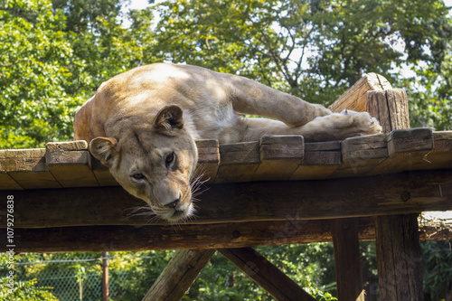 The lioness lies on wooden boards. A large wild cat from the lion family. Female African carnivore. Wildlife zoo and fauna