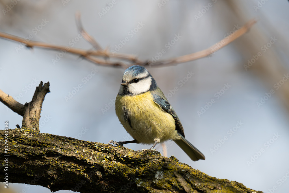 Fototapeta premium Sikora modra