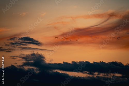 Birds against the orange sky. photo