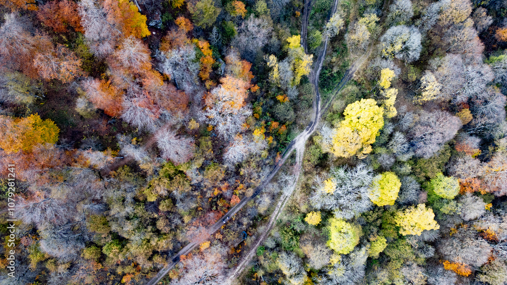 Obraz premium beautiful view of the forest in the mountains