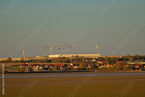 crane swarm in front of a wind turbine park near Straussfurt in Thuringia