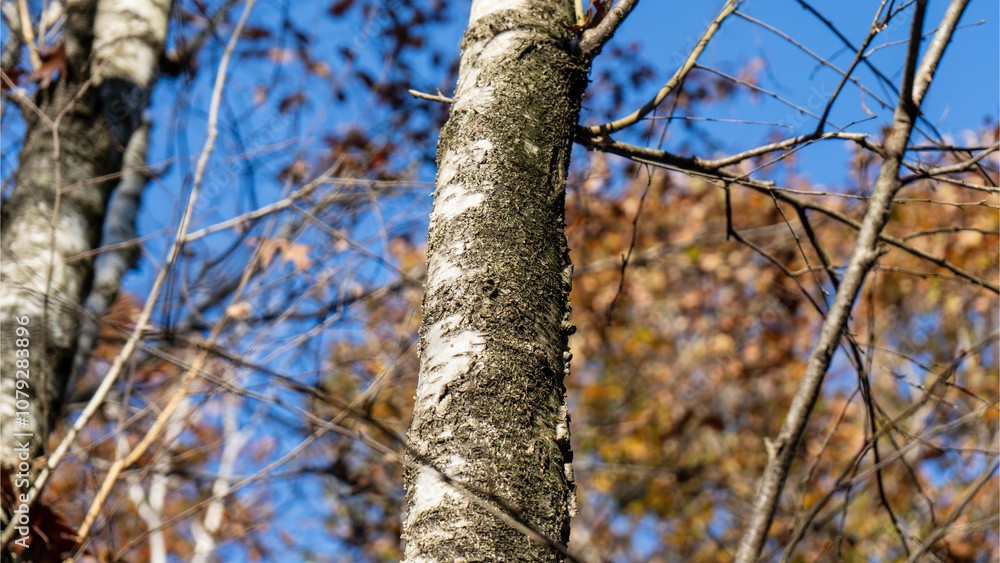 Autumn landscape with birch trees Autumn landscape with birch trees