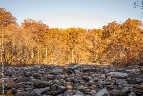 autumn forest in the mountains