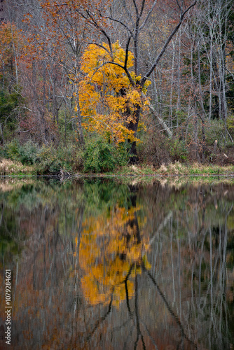 autumn in the park