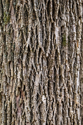 bark of a tree