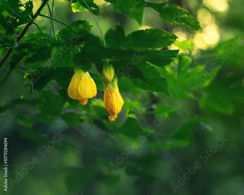 Yellow Bell Flower (Callianthe darwinii) photo